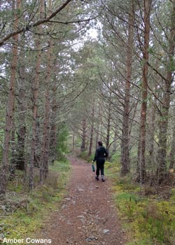 Promeneur sur un sentier dans le parc national des Cairngorms (Grande-Bretagne)