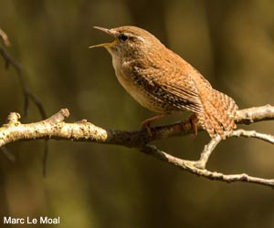 Troglodyte mignon (Troglodytes troglodytes)