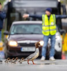 28ème festival international de la photo animalière et de nature de Montier-en-Der