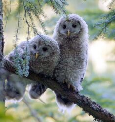 41ème Festival International du Film Ornithologique (FIFO) de Ménigoute