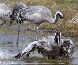 Grues cendrées (Grus grus) se baignant
