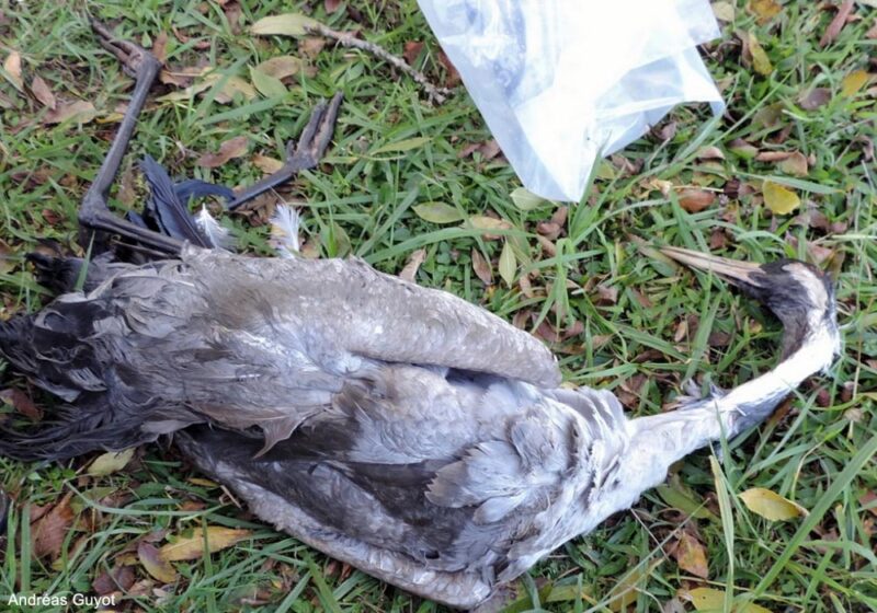 Pourquoi les Grues cendrées sont-elles particulièrement touchées par la grippe aviaire depuis la mi-octobre 2025 ?