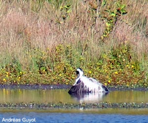 Grue cendrée (Grus grus) malade