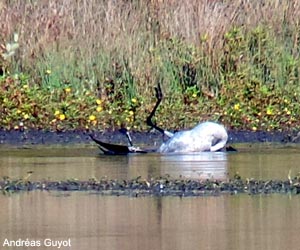 Grue cendrée (Grus grus) morte