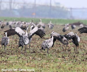 Troupe de Grues cendrées (Grus grus) à Morcenx (Landes)