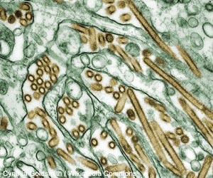 Micrographie électronique à transmission colorisée de virus de la souche H5N1