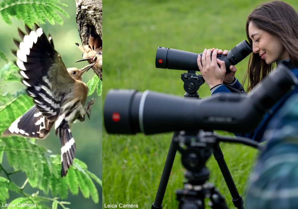 Huppes fasciées (Upupa epops) (photo issue d'une digiscopie) et les nouvelles longues-vues Leica Televid HD 82 et 65