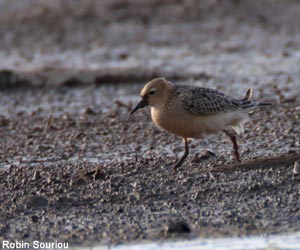 Bécasseau rousset (Calidris subruficollis) Bécasseau rousset (Calidris subruficollis)