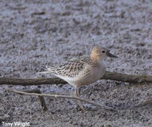 Bécasseau rousset (Calidris subruficollis) Bécasseau rousset (Calidris subruficollis)