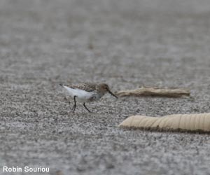 Bécasseau variable (Calidris alpina) adulte en mue Bécasseau variable (Calidris alpina) adulte en mue