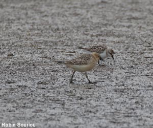 Bécasseaux rousset (Calidris subruficollis) et minute (C. minuta) de première année Bécasseaux rousset (Calidris subruficollis) et minute (C. minuta) de première année