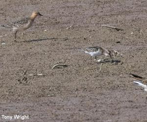 Bécasseaux rousset (Calidris subruficolli), minute (C. minuta et Combattant varié (C. pugnax) Bécasseaux rousset (Calidris subruficolli), minute (C. minuta et Combattant varié (C. pugnax)