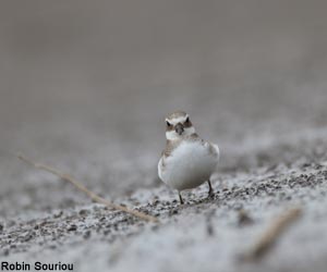 Grand Gravelot (Charadrius hiaticula) de première année Grand Gravelot (Charadrius hiaticula) de première année