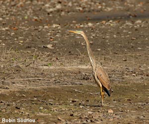 Héron pourpré (Ardea purpurea) juvénile Héron pourpré (Ardea purpurea) juvénile