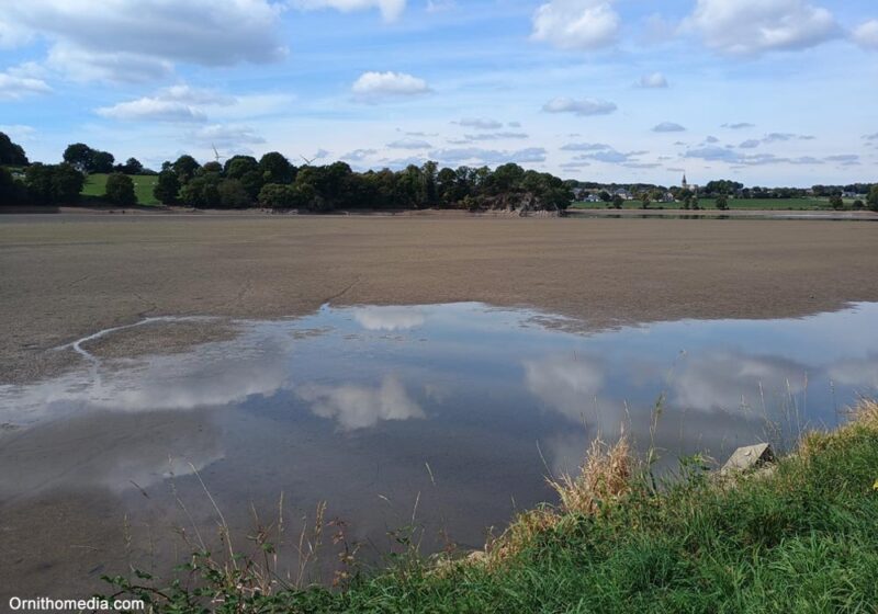 Observer les oiseaux sur le lac de Haute-Mayenne, un plan d’eau devenu attractif pour les limicoles suite à sa vidange durant l’été 2025