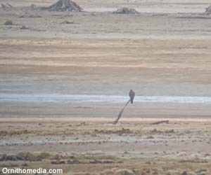 Faucon pèlerin (Falco peregrinus) Faucon pèlerin (Falco peregrinus)