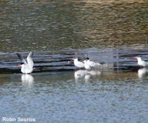 Sternes caspiennes (Hydroprogne caspia) Sternes caspiennes (Hydroprogne caspia)