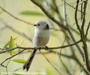 Orite à longue queue nordique (Aegithalos caudatus caudatus)