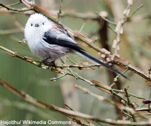 Orite à longue queue nordique (Aegithalos caudatus caudatus)