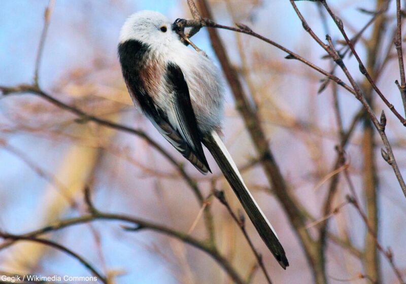 Arrivée importante et précoce d’Orites à longue queue nordiques dans le sud de la Finlande en septembre 2025