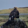 L’étrange comportement d’un jeune Aigle royal envers les humains en Norvège en septembre 2024