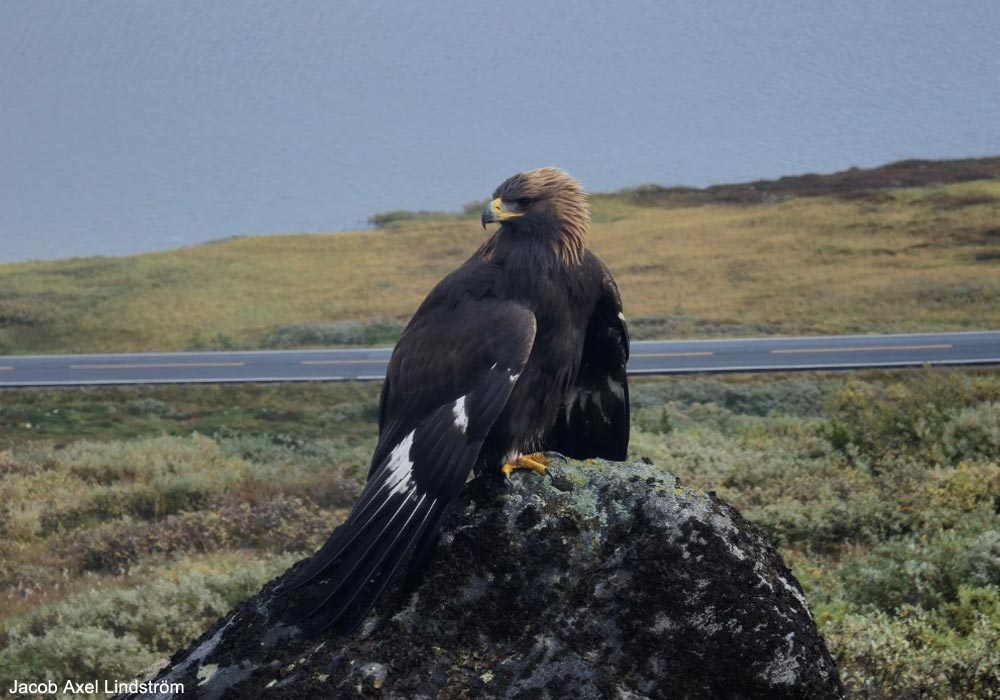 Le jeune Aigle royal (Aquila chrysaetos) âgé de quatre mois