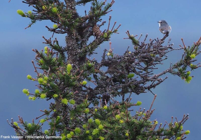Explosion du nombre de couples de Robins à flancs roux en Finlande au cours de la dernière décennie