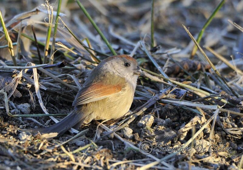 Le Paradoxornis de Webb, un petit passereau d’origine asiatique, est en train de s’installer discrètement en Europe