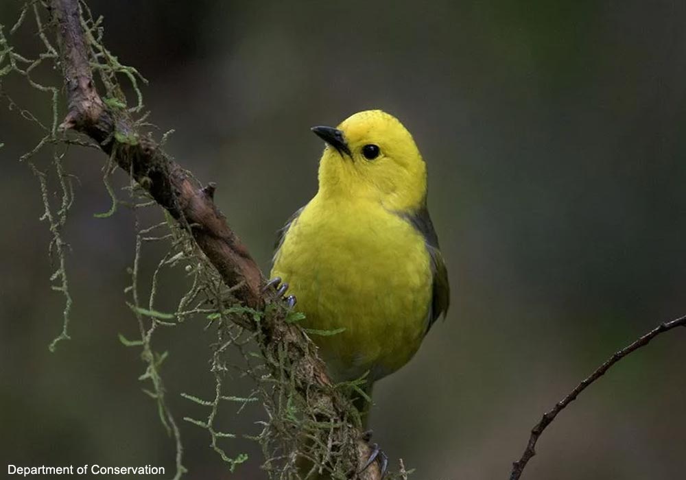 Mohua à tête jaune (Mohoua ochrocephala)