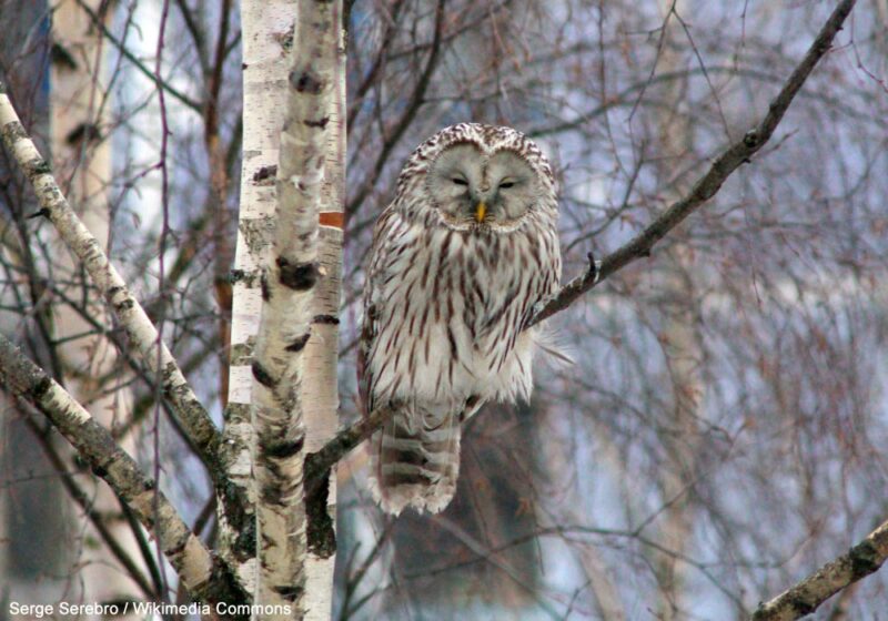 Augmentation de la petite population norvégienne de Chouettes de l’Oural grâce à la pose de centaines de nichoirs