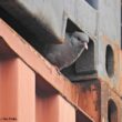 Une population de Pigeons colombins niche entre les conteneurs du port de Brême (Allemagne)
