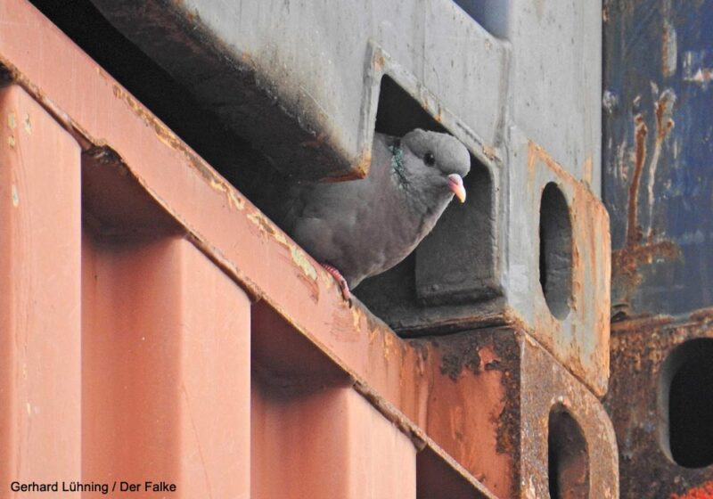 Une population de Pigeons colombins niche entre les conteneurs du port de Brême (Allemagne)