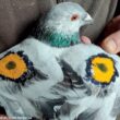 Peindre des yeux colorés sur les ailes des pigeons voyageurs pour diminuer les attaques de rapaces