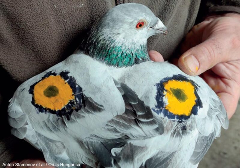 Peindre des yeux colorés sur les ailes des pigeons voyageurs pour diminuer les attaques de rapaces
