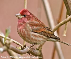 Roselin pourpré (Haemorhous purpureus) mâle