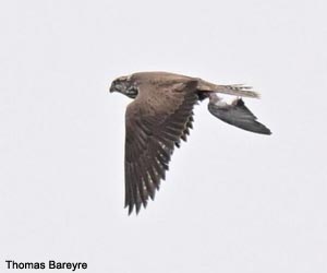 Faucon sacre (Falco cherrug)