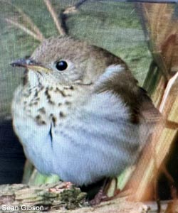 Grive à joues grises (Catharus minimus)