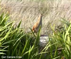 Râle des genêts (Crex crex)