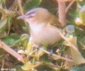 Viréo aux yeux rouges (Vireo olivaceus)