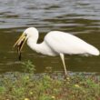 Grande Aigrette et son poisson chat