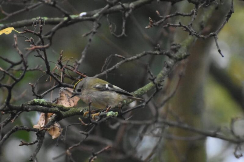 Roitelet huppé dans le parc de la Légion d&rsquo;honneur