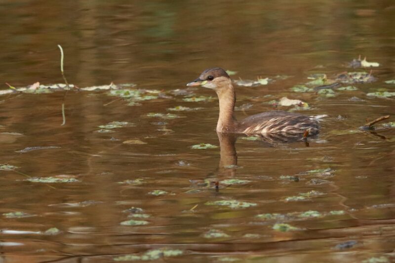 Grèbe castagneux en plumage hivernal