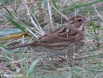 Bruant masqué (Emberiza spodocephala) de premier hiver Bruant masqué (Emberiza spodocephala) de premier hiver