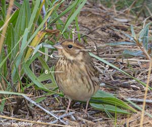 Bruant masqué (Emberiza spodocephala) de premier hiver Bruant masqué (Emberiza spodocephala) de premier hiver