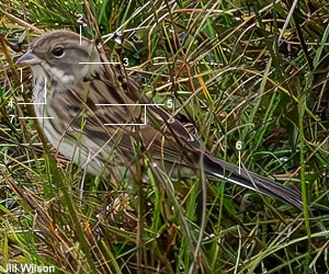 Bruant masqué (Emberiza spodocephala) de premier hiver Bruant masqué (Emberiza spodocephala) de premier hiver