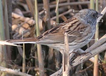 Bruant masqué (Emberiza spodocephala spodocephala) mâle adulte Bruant masqué (Emberiza spodocephala spodocephala) mâle adulte