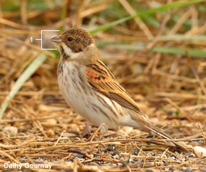 Bruant des roseaux (Emberiza schoeniclus) adulte en plumage internuptial Bruant des roseaux (Emberiza schoeniclus) adulte en plumage internuptial