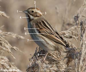 Bruant des roseaux (Emberiza schoeniclus) de premier hiver Bruant des roseaux (Emberiza schoeniclus) de premier hiver