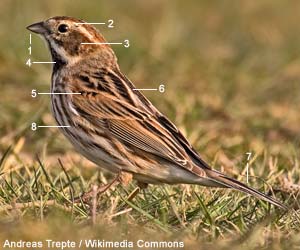 Bruant des roseaux (Emberiza schoeniclus) femelle adulte Bruant des roseaux (Emberiza schoeniclus) femelle adulte