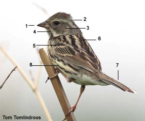 Bruant masqué (Emberiza spodocephala) femelle adulte Bruant masqué (Emberiza spodocephala) femelle adulte